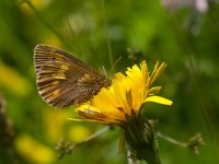 Erebia manto